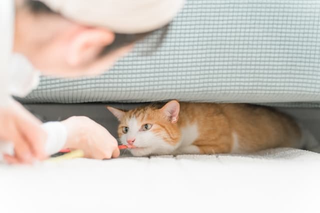 隠れる猫とおやつでおびき出す飼い主の女性